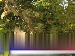 Omizile au invadat din nou Capitala