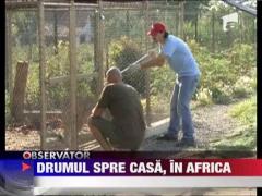 Leoaica de Timis pleaca in Africa