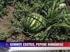 Pepeni de Dabuleni, pe cale de disparitie