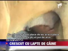 Saracie extrema: Un baiat de 6 ani se hraneste cu lapte de caine, in India