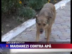 Medgidia: Reducere la factura de apa pentru oricine adopta un caine