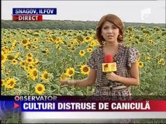 Culturi distruse de canicula