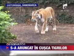 Danemarca: Un tanar s-a aruncat in cusca tigrilor