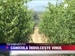Canicula sporeste productia de vin in tara