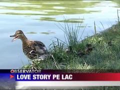 Parcurile din Bucuresti au devenit stranduri pe timp de canicula