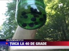 Festivalul Tuicii la Cosesti