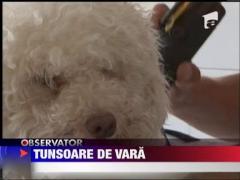 Tunsoare de vara pentru caini