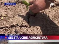 Canicula si seceta topesc agricultura