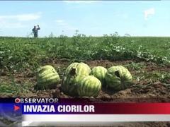 Agricultorii din Buzau sunt terorizati de ciori