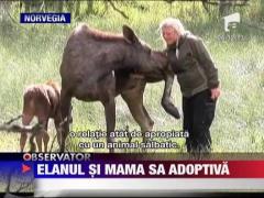 Elanul si mama sa adoptiva