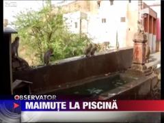 India: Un grup de maimute plonjeaza ca niste profesioniste intr-un bazin cu apa