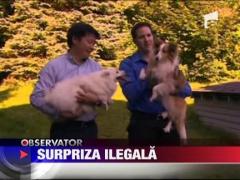 SUA: Ouale de ciocolata cu jucarii, considerate produse de contrabanda