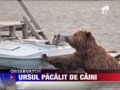 Un urs infometat din Rusia si-a gasit nasul!