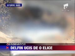 Delfin ucis de elicea unei ambarcatiuni