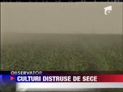 Culturile de floarea sorelui si porumb, distruse de seceta