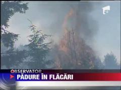 Incendiile fac ravagii in padurile din judetul Neamt