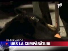 Urs la "cumparaturi" in supermarket