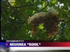 Pompieri solicitati sa dea jos un roi de albine