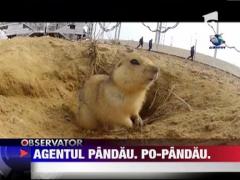 Un popandau, "agentul" nepoftiti dintr-un cosmodrom secret al rusilor