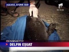 Un delfin a esuat aseara pe o plaja din Eforie Sud