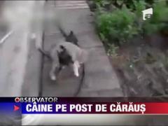 Caine pe post de caraus