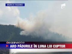 Sute de hectare de padure ard in mai multe judete din tara