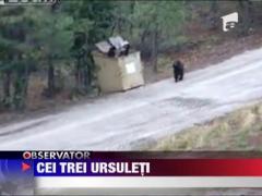 Vezi prin ce aventuri trec trei pui de urs pofticiosi