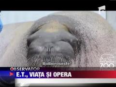 Morsa care exerseaza vocalize!