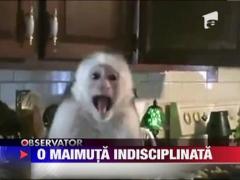 O maimuta indisciplinata