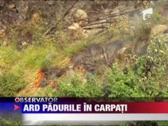 Ard padurile din Carpati