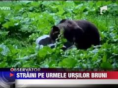 Romania, tara cu cea mai mare populatie de ursi din Europa