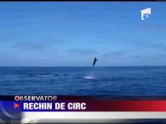 Un rechin face tumbe in fata unor pescari