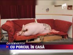 Porc de 160 kg pe post de animal de companie