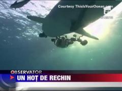 Un rechin a furat echipamentul unui cameraman