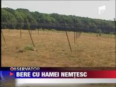 Bem bere romanesca cu hamei strain