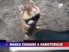 Marea evadarea a hamsterului