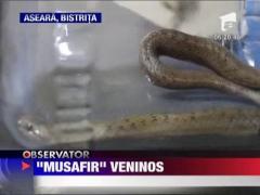 Vipera descoperita in curte
