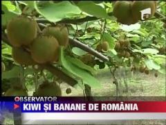 Kiwi, curmale sau banane de Romania