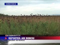 Seceta a golit hambarele fermierilor din sudul tarii