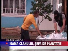 Mama Cordunenilor, prinsa cultivand cannabis