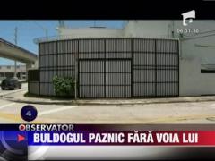 Buldogul paznic fara voia lui