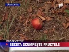Seceta scumpeste fructele