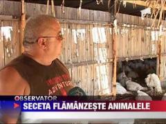 Seceta a dublat pretul cerealelor