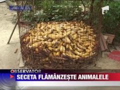 Observator de weekend