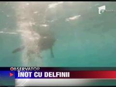 Prietenie intre un caine si mai multi delfini