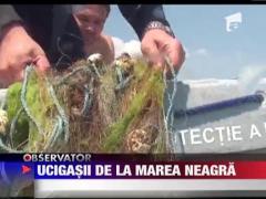 Delfinii, victime sigure in plasele braconierilor