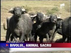 Bivolul, venerat ca un animal sacru