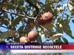 Seceta distruge recoltele