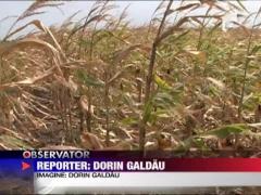 In pelerinaj pentru ploaie