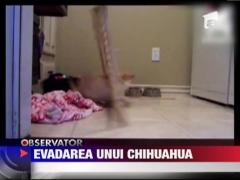 Evadarea unui chihuahua